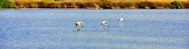 istock nature reserve sicily italy 1361564198
