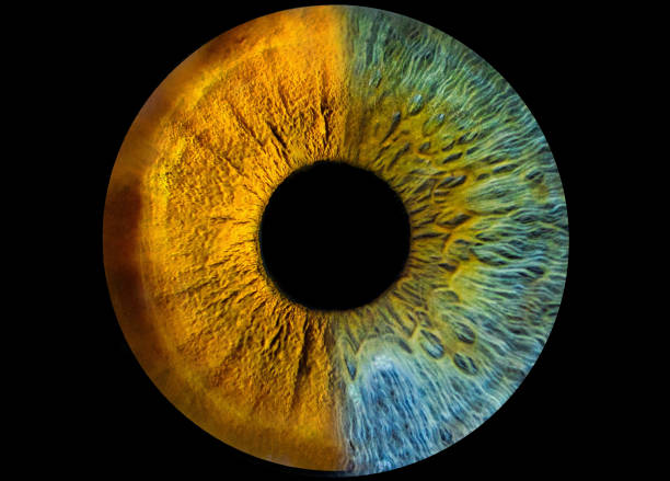 ojo de cerca. heterocromía del iris, iris bicolor con fondo negro - color de ojos fotografías e imágenes de stock