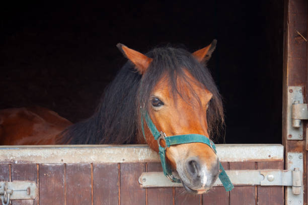 Lone bay pony in green had collar stands looking over stable door at the outside world. Lone bay pony in green had collar stands looking over stable door at the outside world. horse color stock pictures, royalty-free photos & images