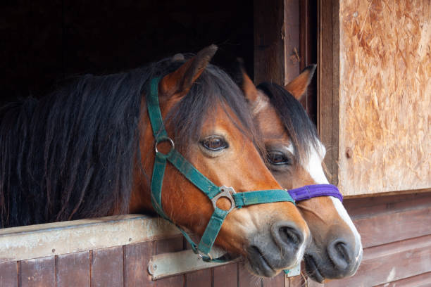 Two pretty ponies standing together in stable looking over the stable door at the world outside. stock photo