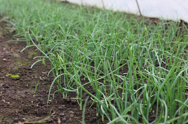 istock Plants in a greenhouse 1361570929