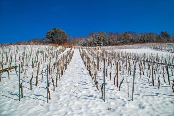 Vineyard in winter with snow