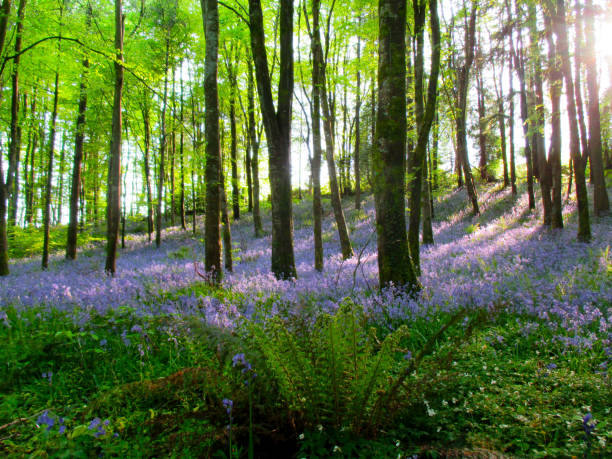 istock Bluebells in woodland 1361572047