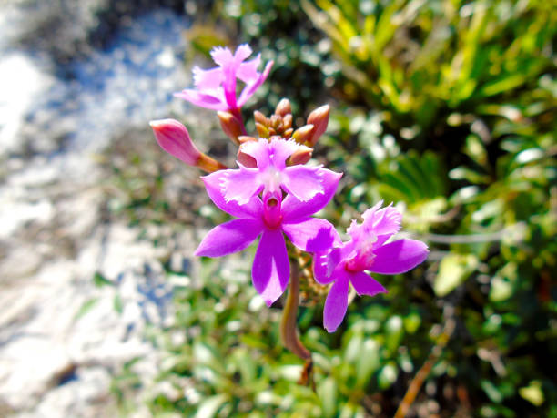 istock Epidendrum orchid, Rio de Janeiro, Brazil 1361572157