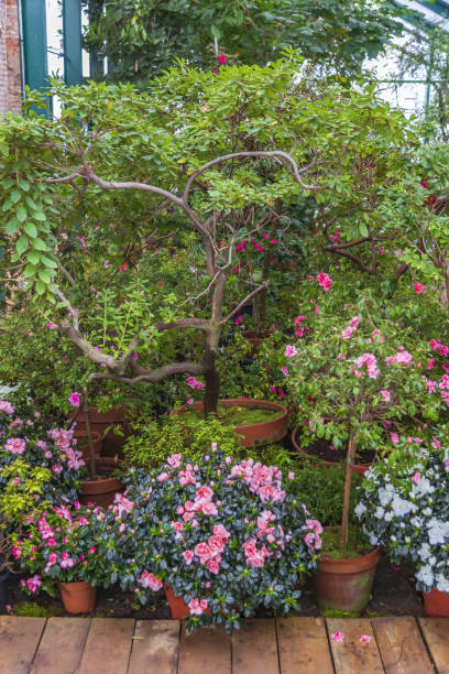 istock A design option for a winter garden with evergreens 1361573443