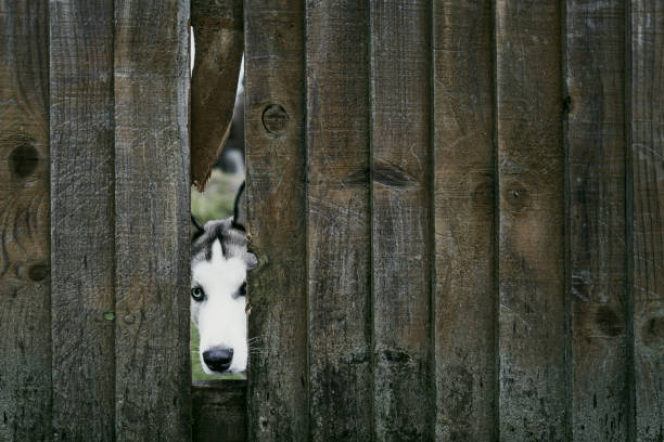 Beautiful wolf the domestic dog seen poking his head through a gap in a garden fence onto a public footpath. stock photo