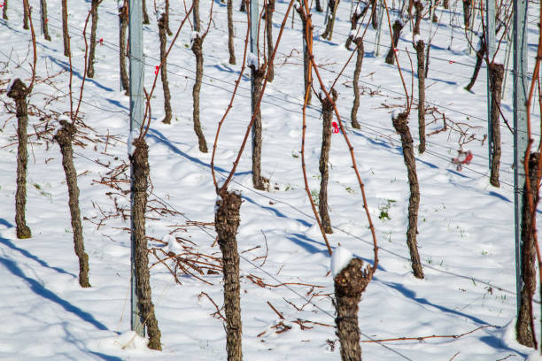 Austria, grapevines planted in espalier covered with hoarfrost in Lower Austria