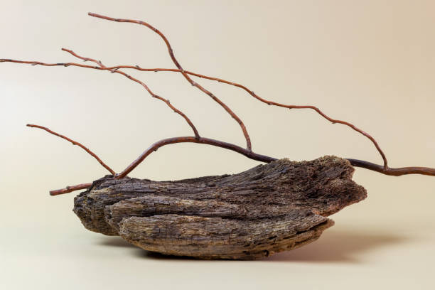 istock Creative composition of tree bark and branch with copy space. 1361579840