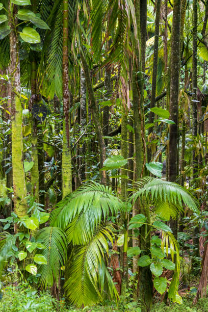 istock Fragment of a lush in the tropical rainforest 1361582837