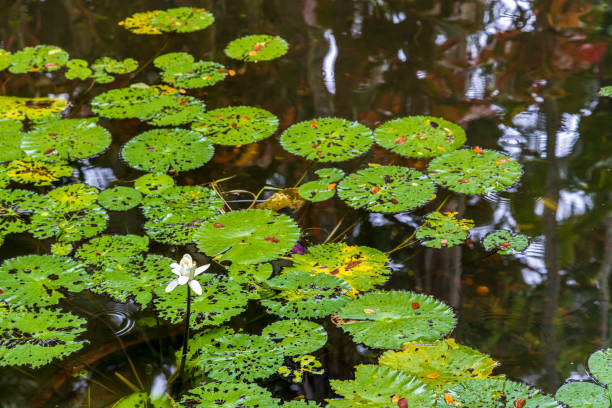 istock Green Floating Water Lily Lotus 1361583427