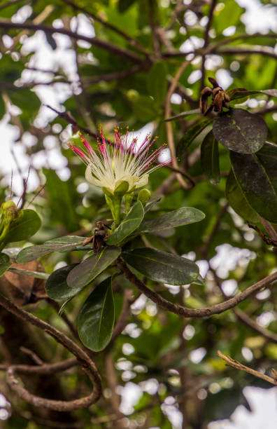 istock Ohia Lehua in the tropical rainforest 1361583667