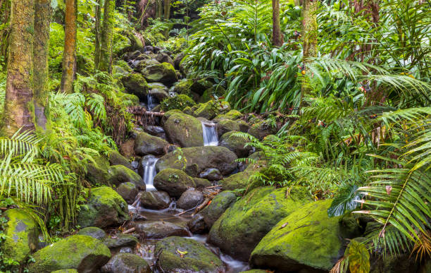 istock Creek cascade in the tropical rainforest 1361583723