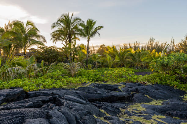istock Scenic view of Paradise Park and Paradise Cliffs, Hilo, Hawaii 1361584645