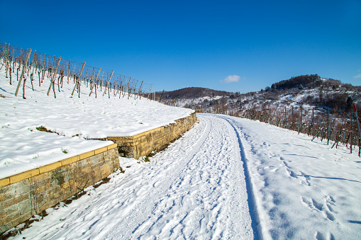 Fresh snow in the vineyard