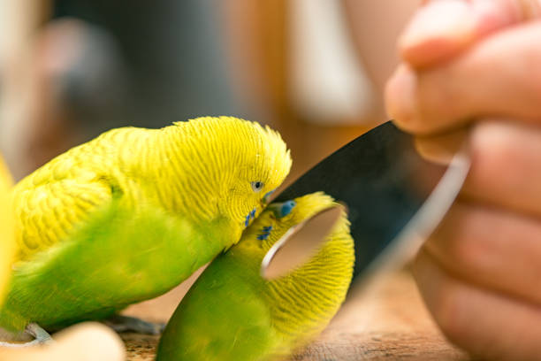 mujer jugando con periquito periquito verde y amarillo - parrot young animal human hand cute fotografías e imágenes de stock