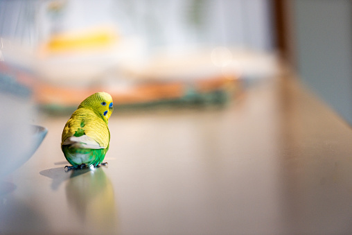 Curious Little Yellow Budgerigar