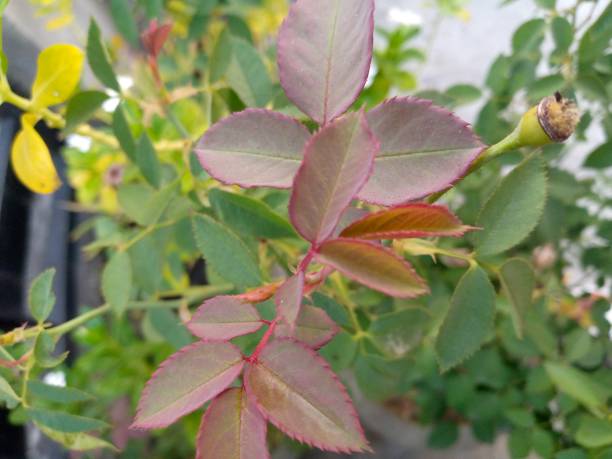 istock Rose leaf nature pc wallpaper image stock 1361586543