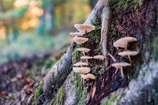 istock Mushrooms Growing on a Shaded Tree in a Beautiful Autumn Forest 1361586561