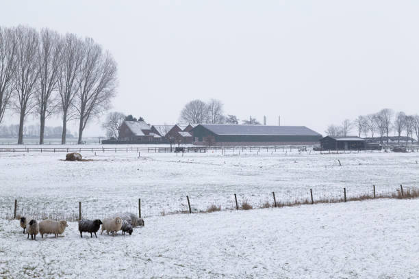 Agricultural area covered with snow. Wintertime in tje Netherlands.