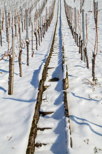 Stairs lead through the vineyard to the top.