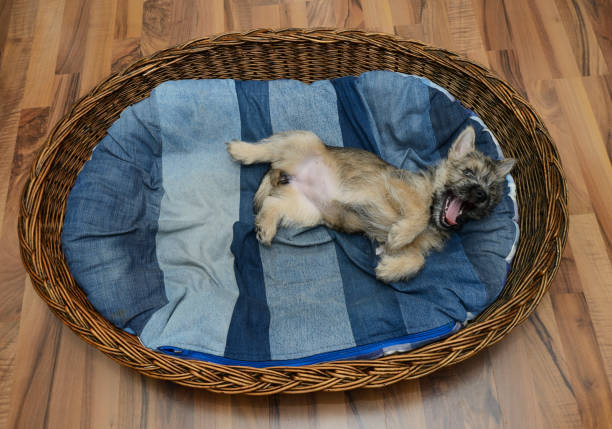 Golden Retriever resting in her basket