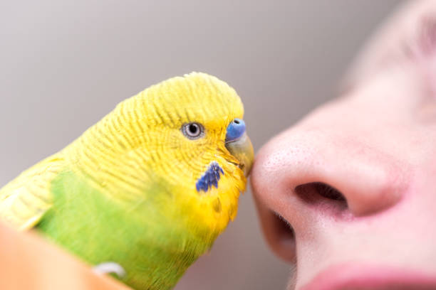 istock Little Budgerigar Love 1361590473