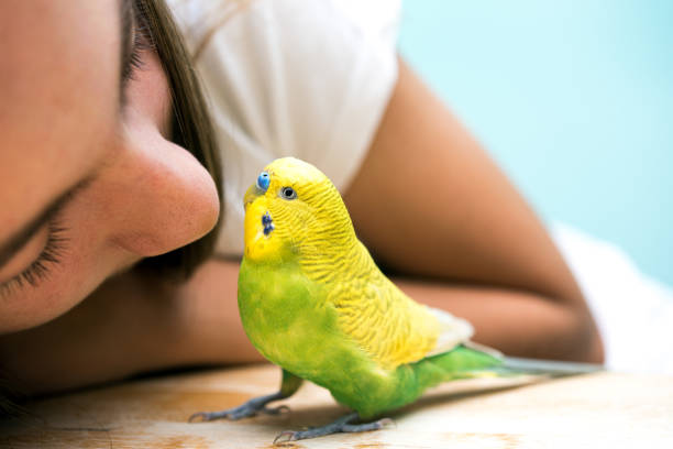 Little Budgerigar Love Little Budgerigar Love budgerigar stock pictures, royalty-free photos & images