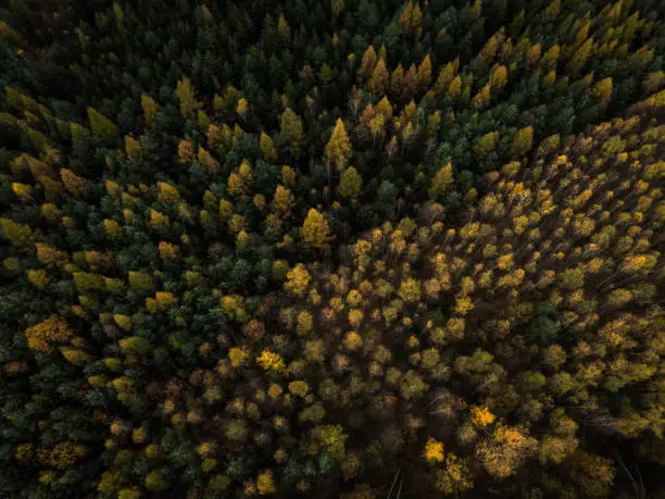 Splendid autumn/fall captured in a landscape image - vivid colors disappearing slowly and making room for the greyish aspect of winter