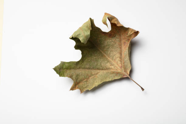 istock Autumn Dry Maple Leaf , isolated on white background. 1361594743
