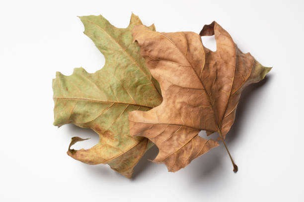 istock Autumn Dry Maple Leaf , isolated on white background. 1361594781