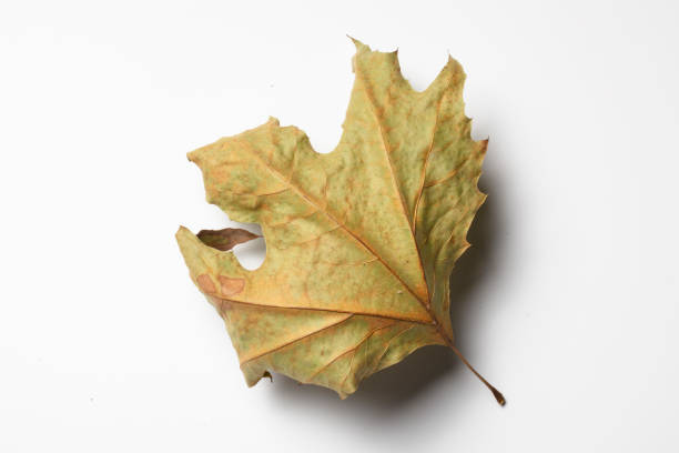 istock Autumn Dry Maple Leaf , isolated on white background. 1361594816