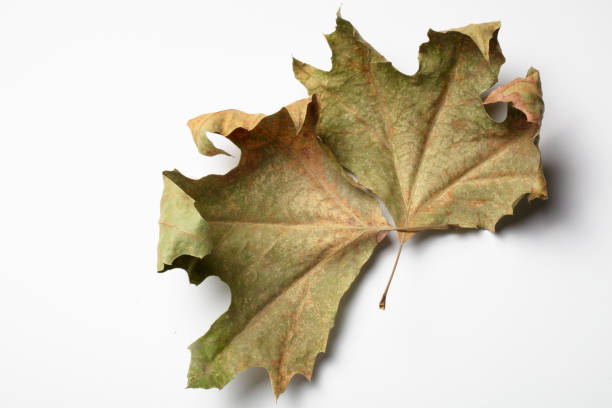 istock Autumn Dry Maple Leaf , isolated on white background. 1361594848