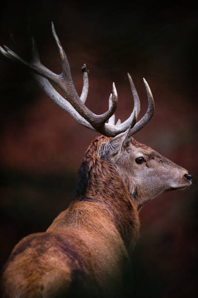 istock Deer with large Horns with snow on the foreground 1361596046
