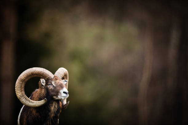 big mufflon bucks - jumbuck foto e immagini stock