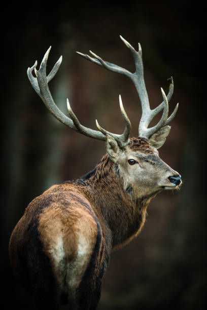 istock Red deer 
 stag in its natural habitat 1361596947