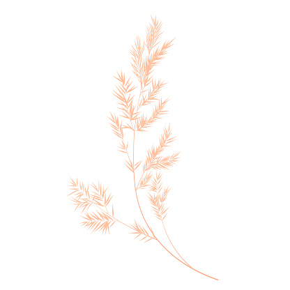 Vector stock illustration of pampas grass. Cream branch of dry grass. Panicle Cortaderia selloana South America, feather flower head plumesstep. Soft pink color. Template for a wedding card.