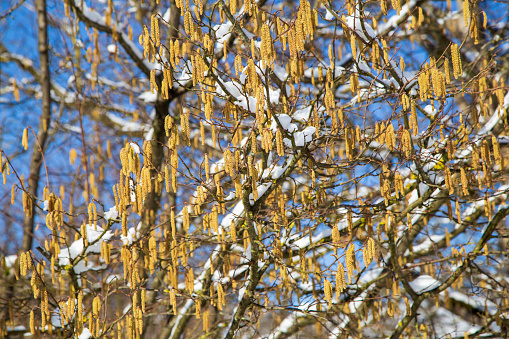 Hazelnut shrub in winter with snow and blue skies in the background.