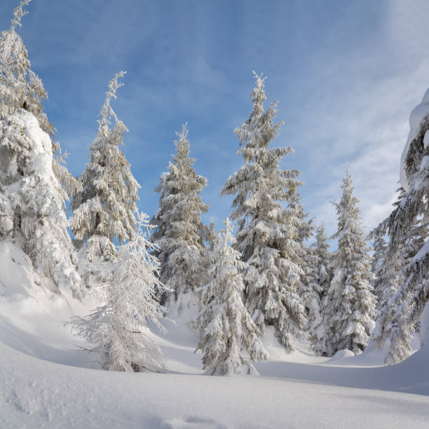 istock Charming winter trees in the Carpathians. 1361598533