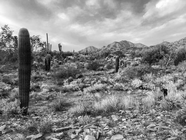 istock McDowell Sonoran Conservancy Gateway Trailhead in Scottsdale, Arizona 1361598696