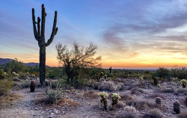 istock McDowell Sonoran Conservancy Gateway Trailhead in Scottsdale, Arizona 1361598705