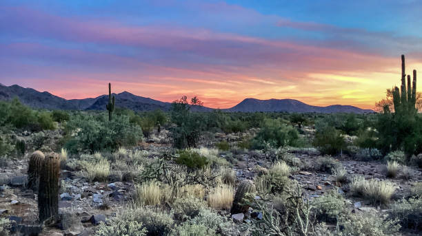 istock McDowell Sonoran Conservancy Gateway Trailhead in Scottsdale, Arizona 1361598722