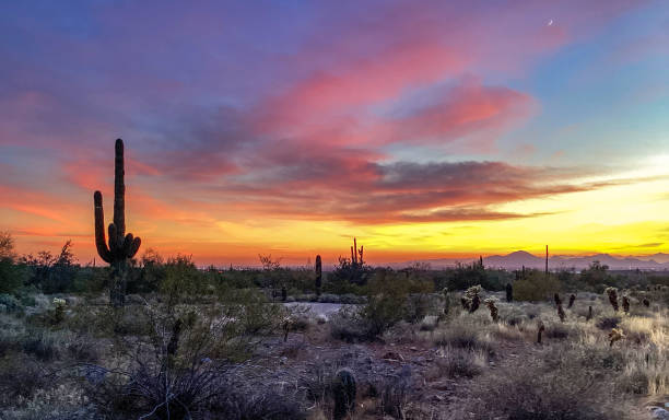 istock McDowell Sonoran Conservancy Gateway Trailhead in Scottsdale, Arizona 1361598724