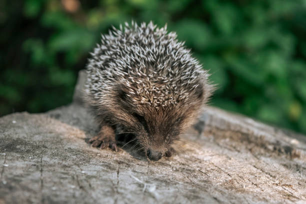 Young beautiful hedgehog in the nature. Wildlife Concept. Protection and domestication of forest animals. Little hedgehog in green forest.