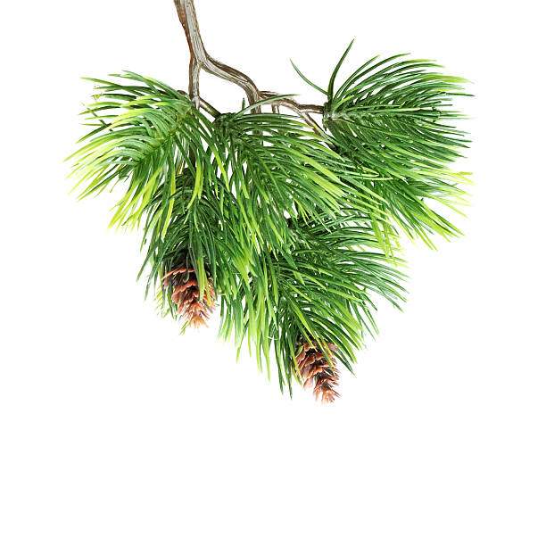 Close up of fir tree branch isolated on white