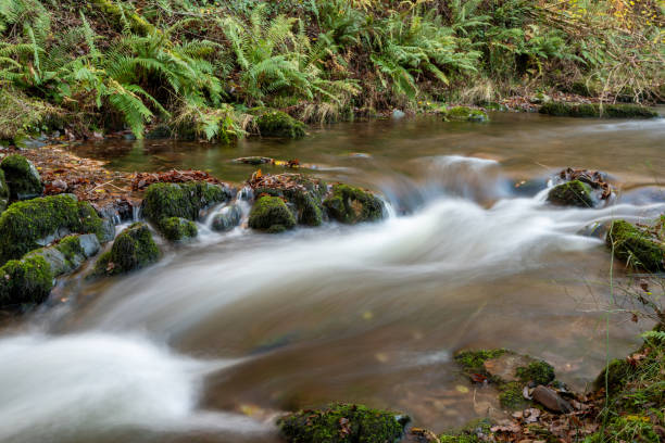 istock Horner woods in Somerset 1361603503
