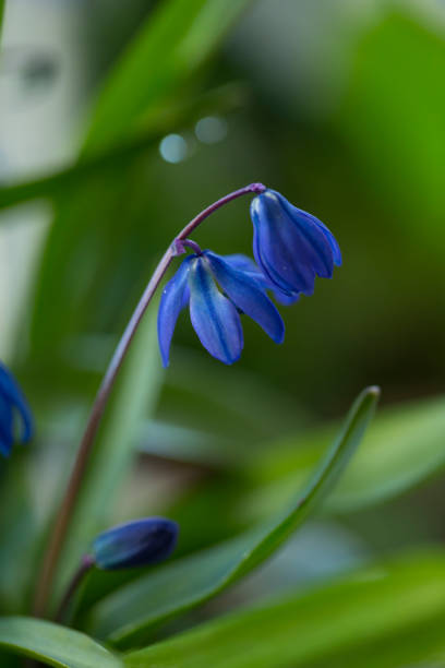 istock scilla siberica .  The first spring flowers are blooming 1361603523