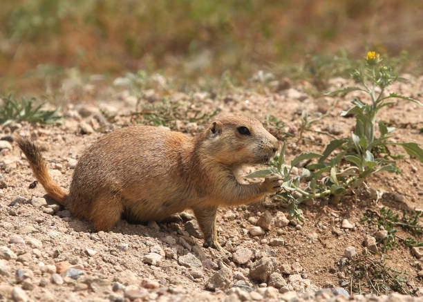 istock Black-tailed Prairie Dog (cynomys ludovicianus) eating a flower 1361604438