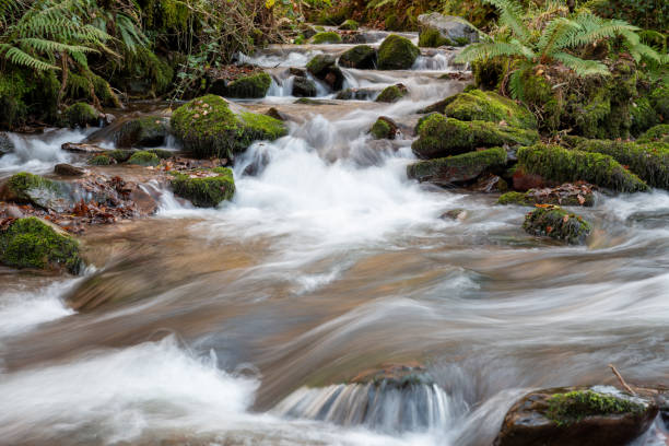istock Horner woods in Somerset 1361604771