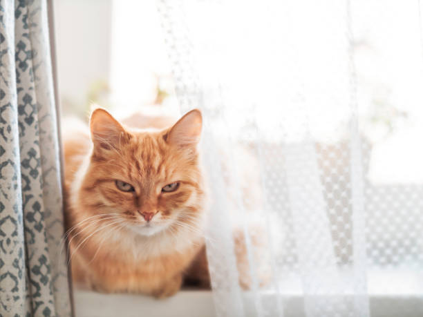 Ginger cat with serious expression on face sits behind tulle and curtains. Fluffy pet on window sill. Cozy home. stock photo
