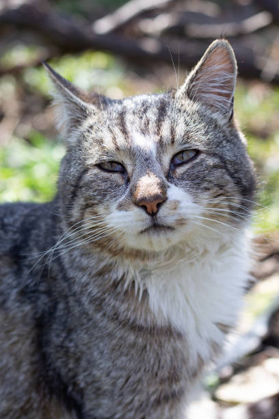 istock Gray cat with white breast outdoors. Favorite pets 1361605612